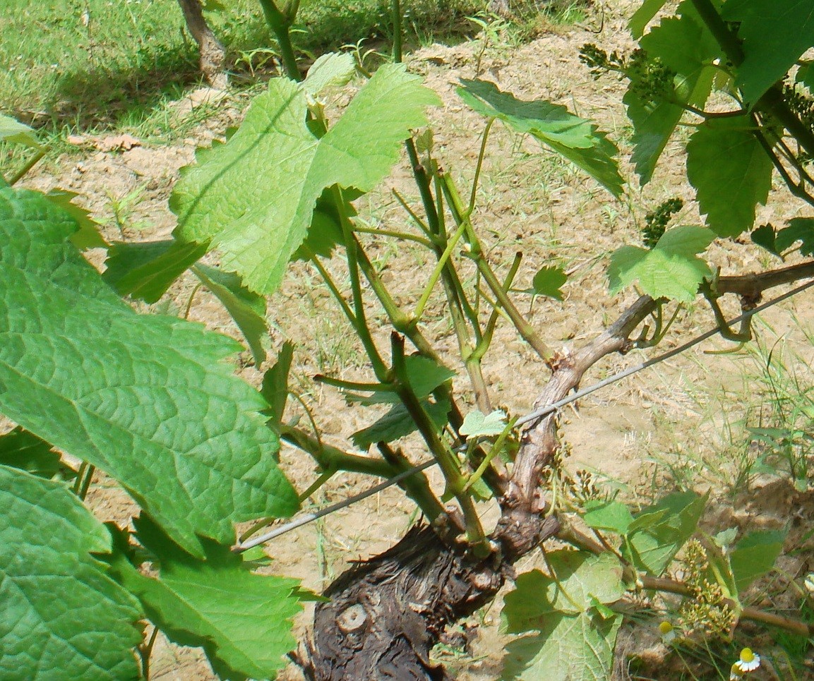 Pied Vigne abrouti chevreuil