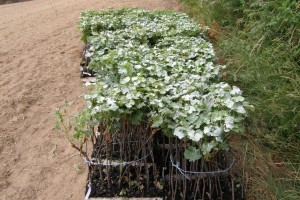 Traitement vigne cervidés