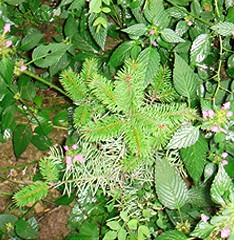 pepiniere forêt repulsif chevreuil