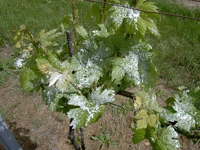 Repousse Vigne traitement chevreuil