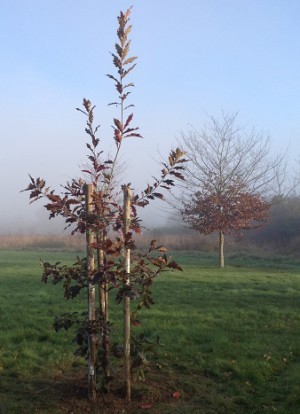 jeune arbre isolé à protéger via TRICO