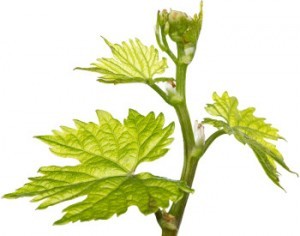 Pousse vigne TRICO