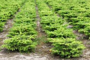 Jeunes sapins à protéger avec TRICO