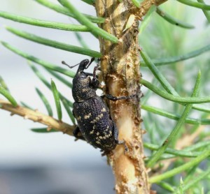 Attaque d'hylobe sur plant