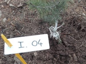 Essai EKOVAX 2017-Plant protégé
