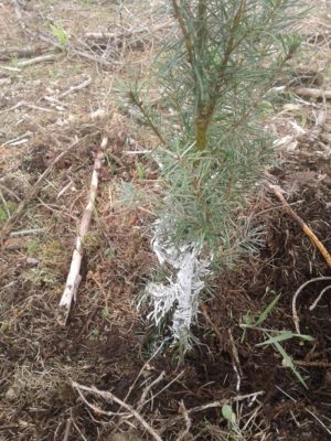 Plants Douglas protégé Ekovax dans essai 2018